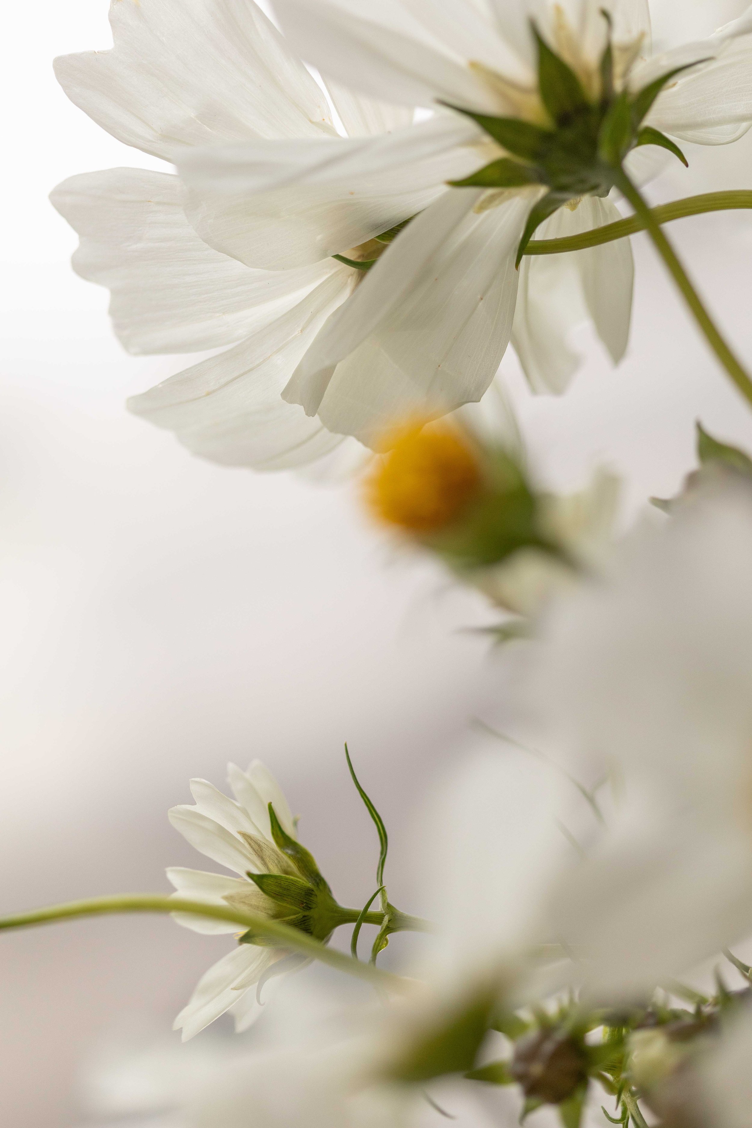 BorneLizKeene__R9A9140.jpg